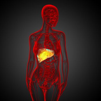 3d render medical illustration of the liver - front view