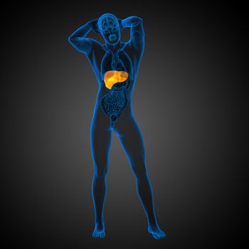 3d render medical illustration of the liver - front view