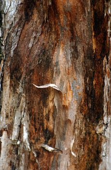    picture of a       wood texture                      