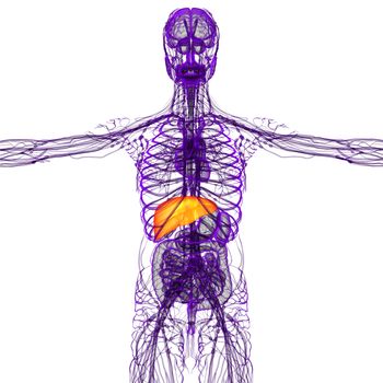 3d render medical illustration of the liver - front view