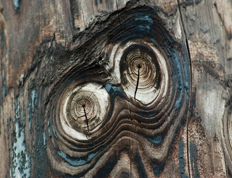     pci of an        Owl eyes on  a wood                    