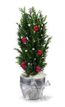 Christmas decoration cypress in silver pot isolated