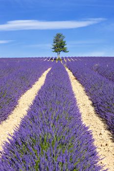 Lavender field with tree in Provence, France