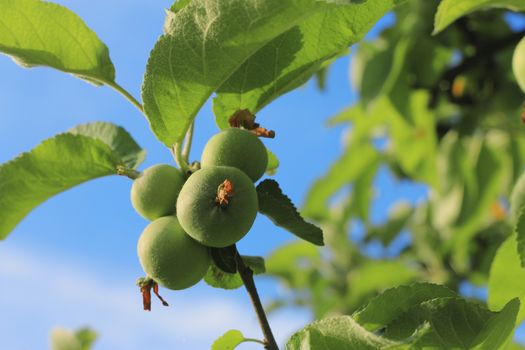 Green And Red Apple Hanging On Tree against blue sky