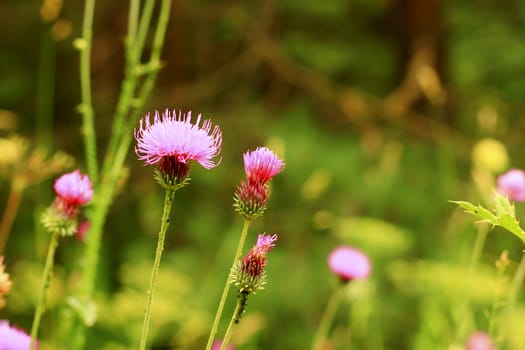 Blue Flower with a pins on the summer green meadow