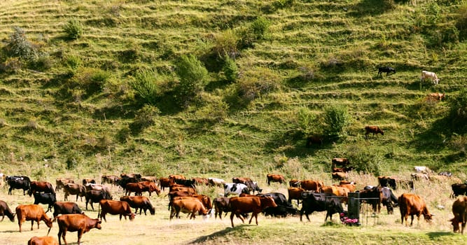 A cows standing on the summer meadow