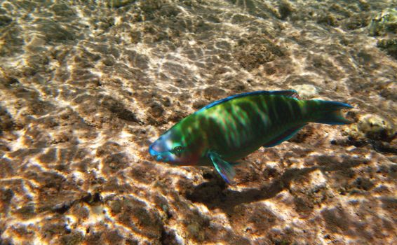 Tropical exotic fish underwater. The pseododax moluccanus