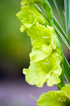 Gladioli flowers on green meadow background