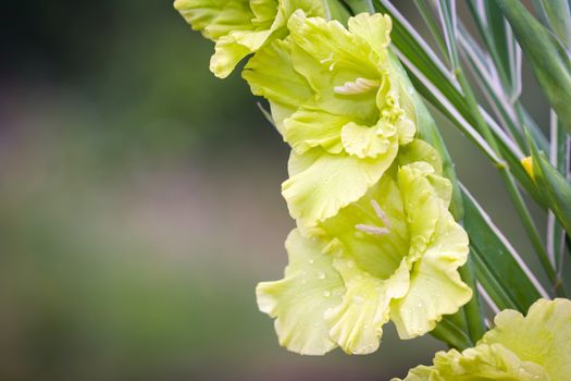 Gladioli flowers on green meadow background