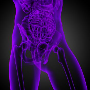 3d render medical illustration of the human anatomy - front view