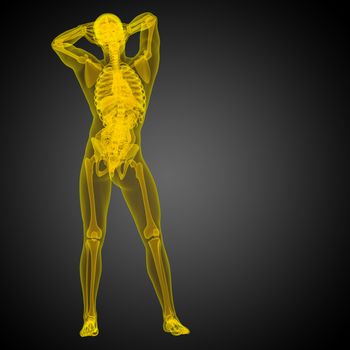3d render medical illustration of the human anatomy - front view