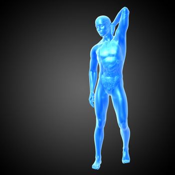 3d render medical illustration of the human anatomy - front view