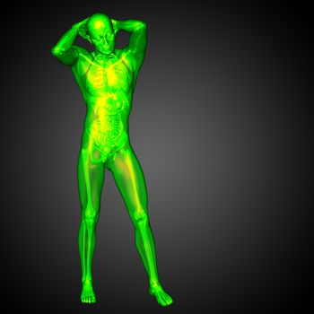 3d render medical illustration of the human anatomy - front view