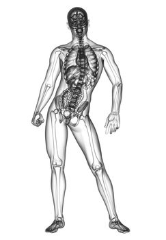 3d render medical illustration of the human anatomy - front view