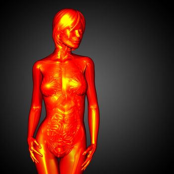 3d render medical illustration of the human anatomy - front view