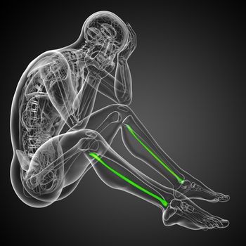 3d rendered illustration of the fibula bone - side view