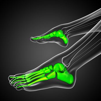 3d render medical illustration of the foot bone - side view