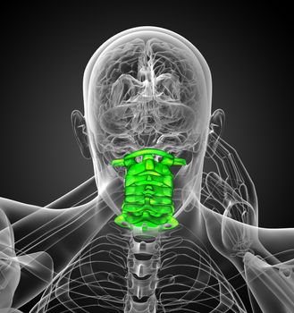 3d render medical illustration of the cervical spine - back view