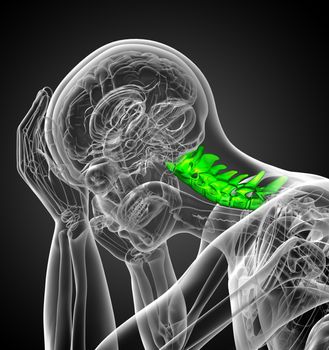 3d render medical illustration of the cervical spine - side view