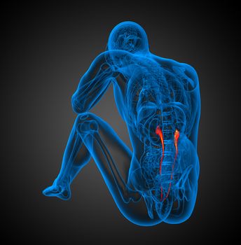 3d render illustration of the ureter - back view