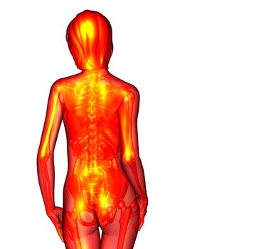 3d render medical illustration of the human anatomy - back view