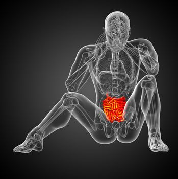 3d rendered illustration of the male small intestine - front view