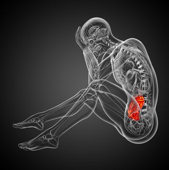 3d rendered illustration of the male small intestine - side view