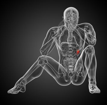 3d render medical illustration of the spleen - front view