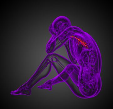 3D medical illustration of the male bronchi - side view