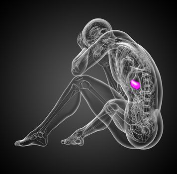 3d render medical illustration of the spleen - side view