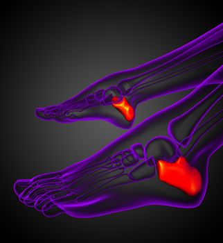 3d render illustration of the calcaneus bone - side view