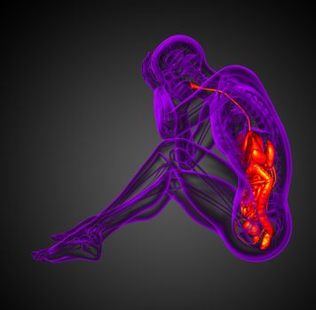 3d render medical illustration of the human digestive system - side view