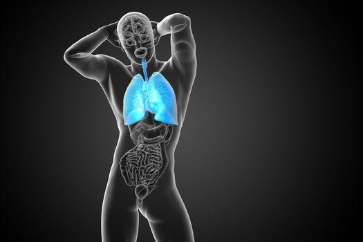 3d rendered illustration of the respiratort system - front view