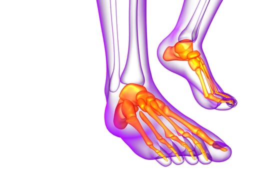 3d render medical illustration of the foot bone - front view