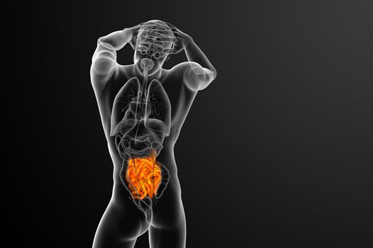 3d rendered illustration of the small intestine - back view