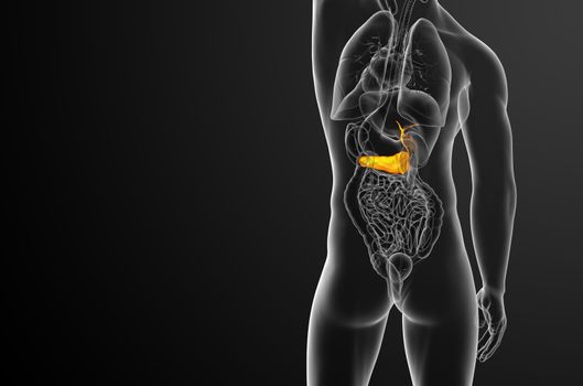 3d render medical illustration of the gallblader and pancrease - back view