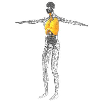 3d rendered illustration of the respiratort system - front view