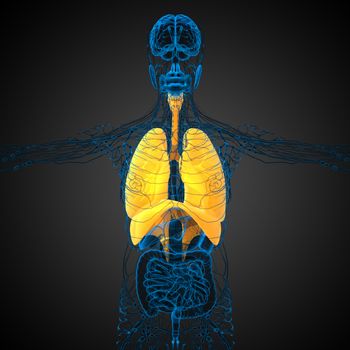 3d rendered illustration of the respiratort system - front view