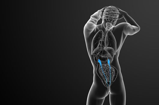 3d render medical illustration of the ureter - back view