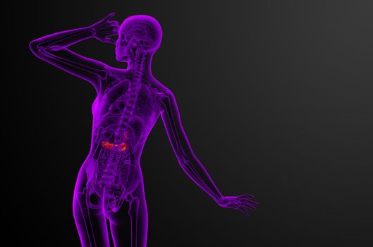 3d render medical illustration of the gallblader and pancrease - back view
