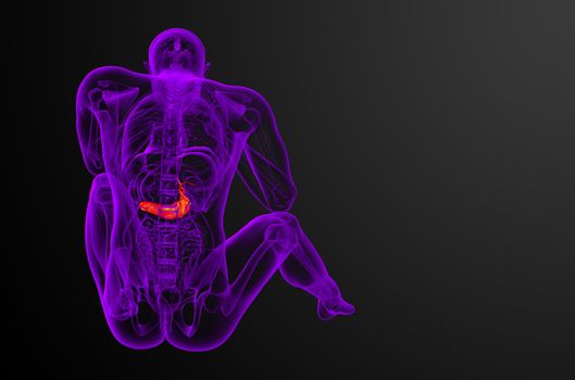 3d render medical illustration of the gallblader and pancrease - back view