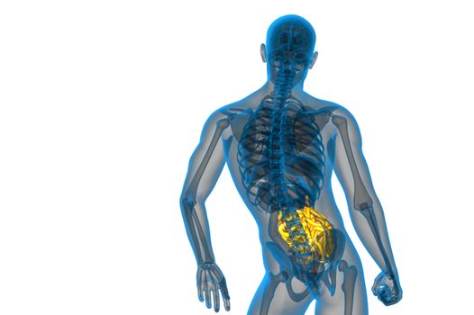 3d rendered illustration of the small intestine - back view
