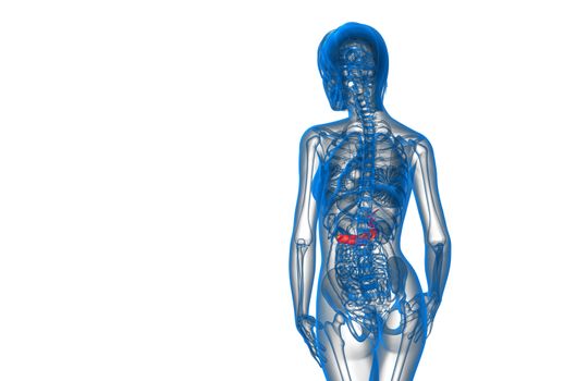 3d render medical illustration of the gallblader and pancrease - back view