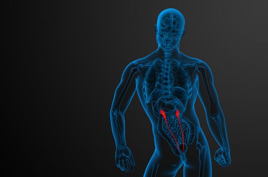 3d render medical illustration of the ureter - back view