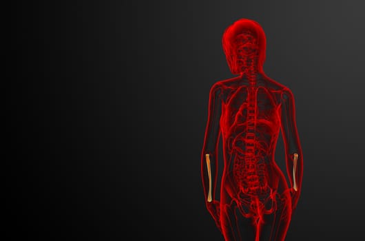 3d render medical illustration of the radius bone - back view