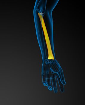 3d render medical illustration of the radius bone - back view