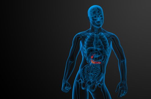 3d render medical illustration of the gallblader and pancrease - front view