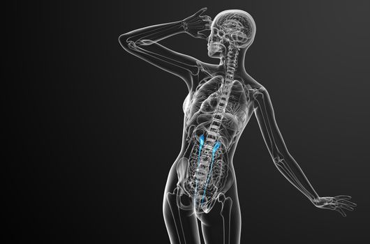 3d render medical illustration of the ureter - back view