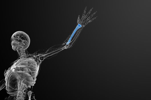3d render medical illustration of the radius bone - top view