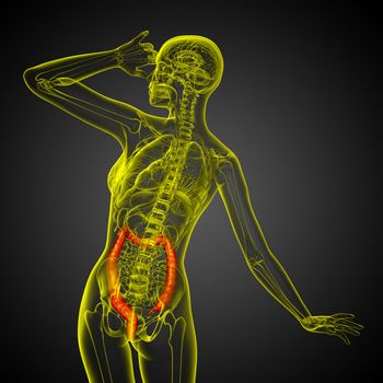 Human digestive system large intestine - back view